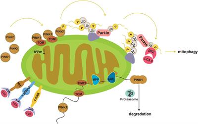 Mitochondrial quality control alterations and placenta-related disorders